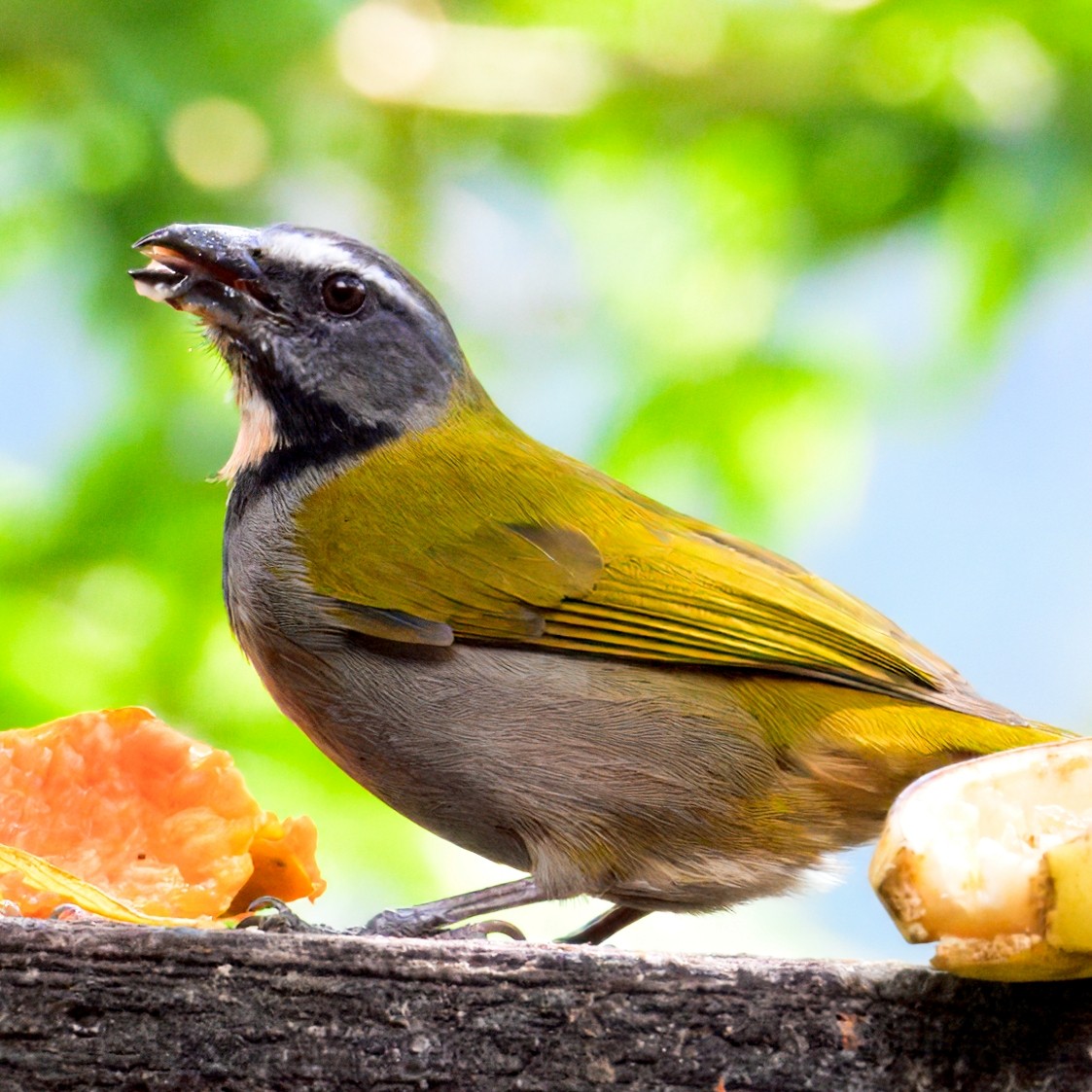 Buff-throated Saltator - ML633141228