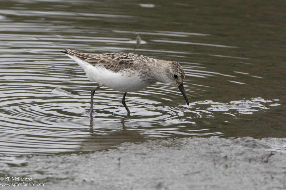 Semipalmated Sandpiper - ML63314131