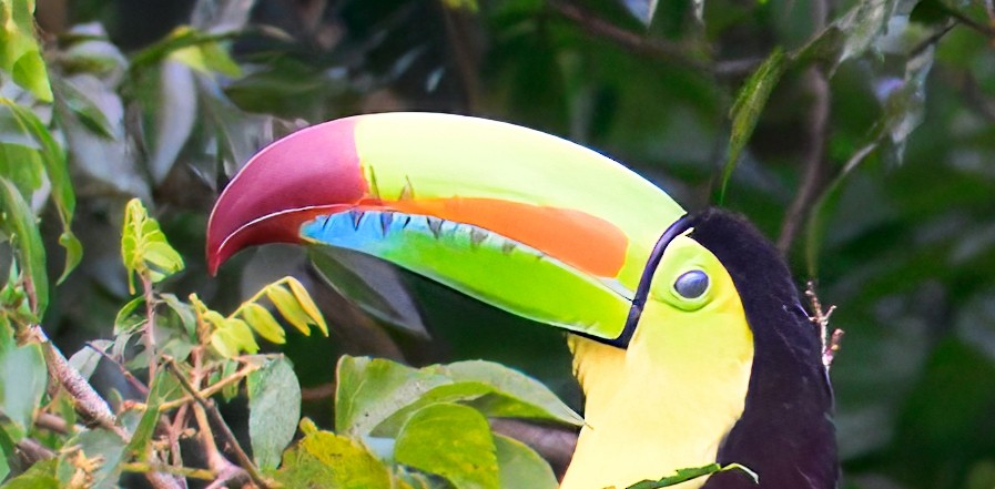 Keel-billed Toucan - ML633141312