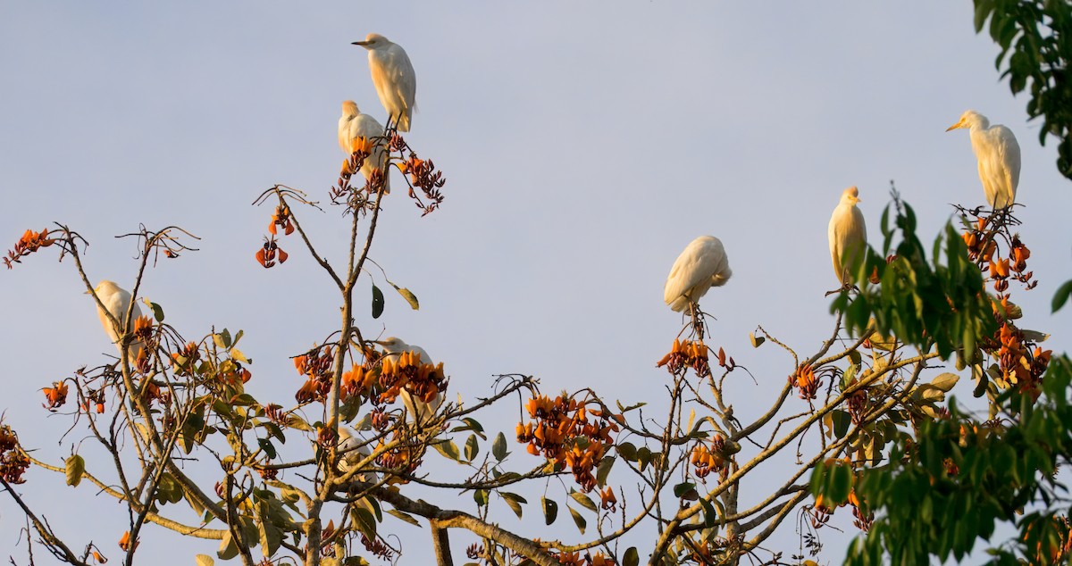 Western Cattle-Egret - ML633141414
