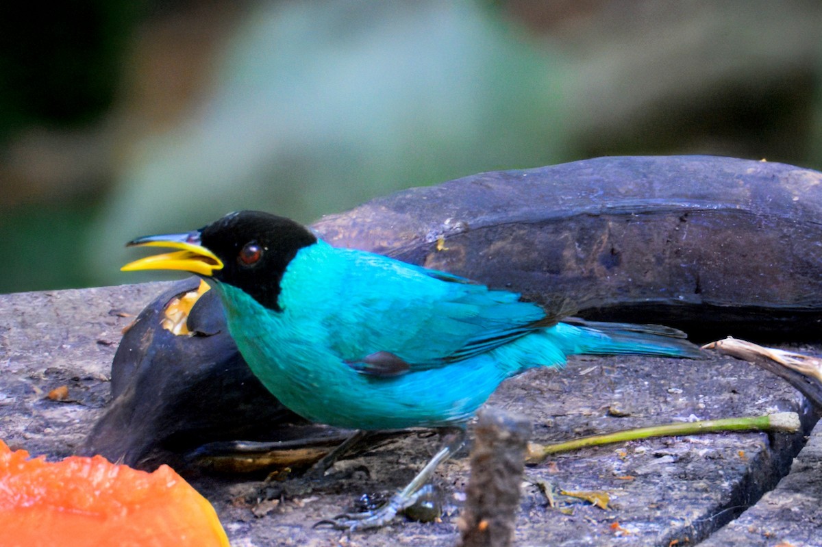 Green Honeycreeper - ML633141470