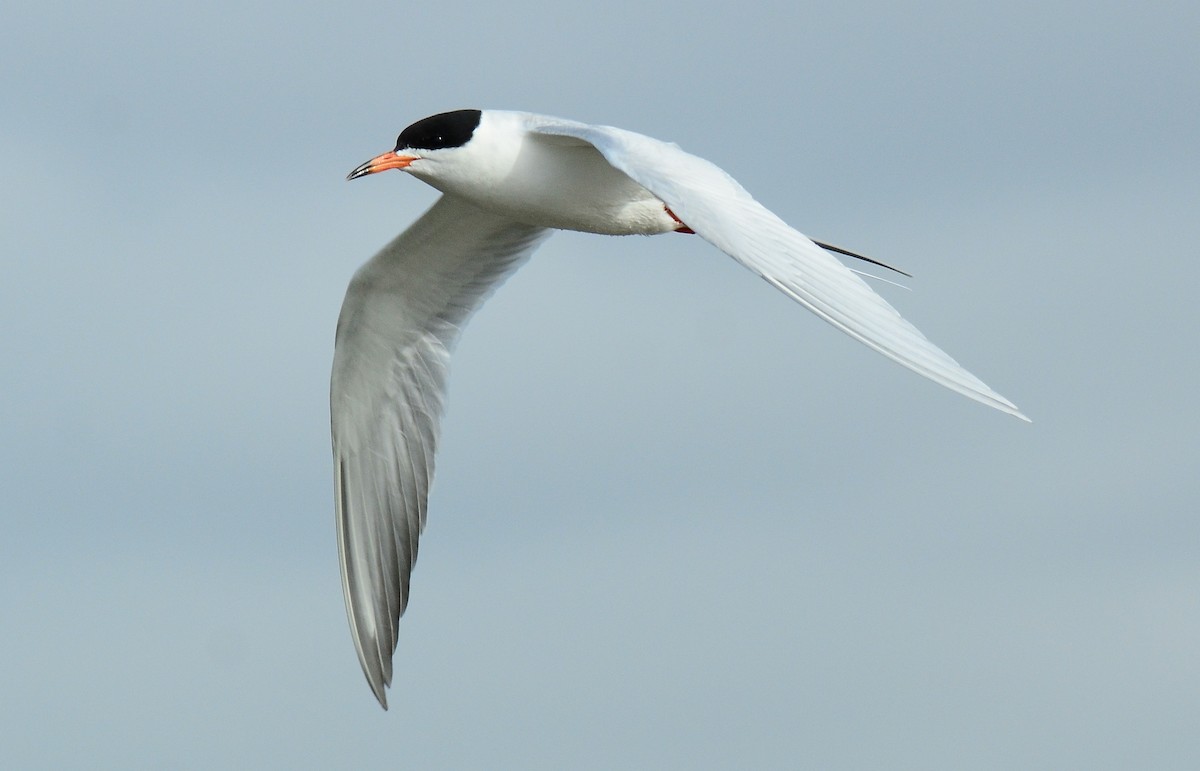 Forster's Tern - ML63314151