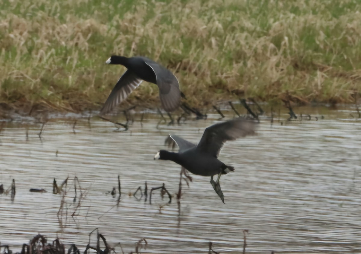 American Coot - ML633141745