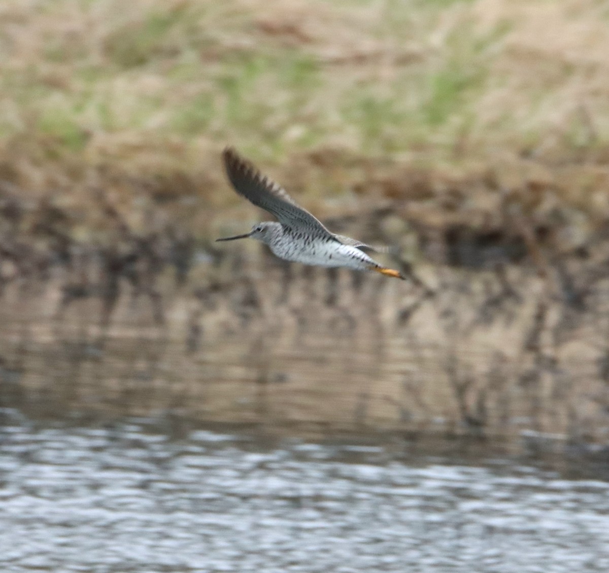 Greater Yellowlegs - ML633141767