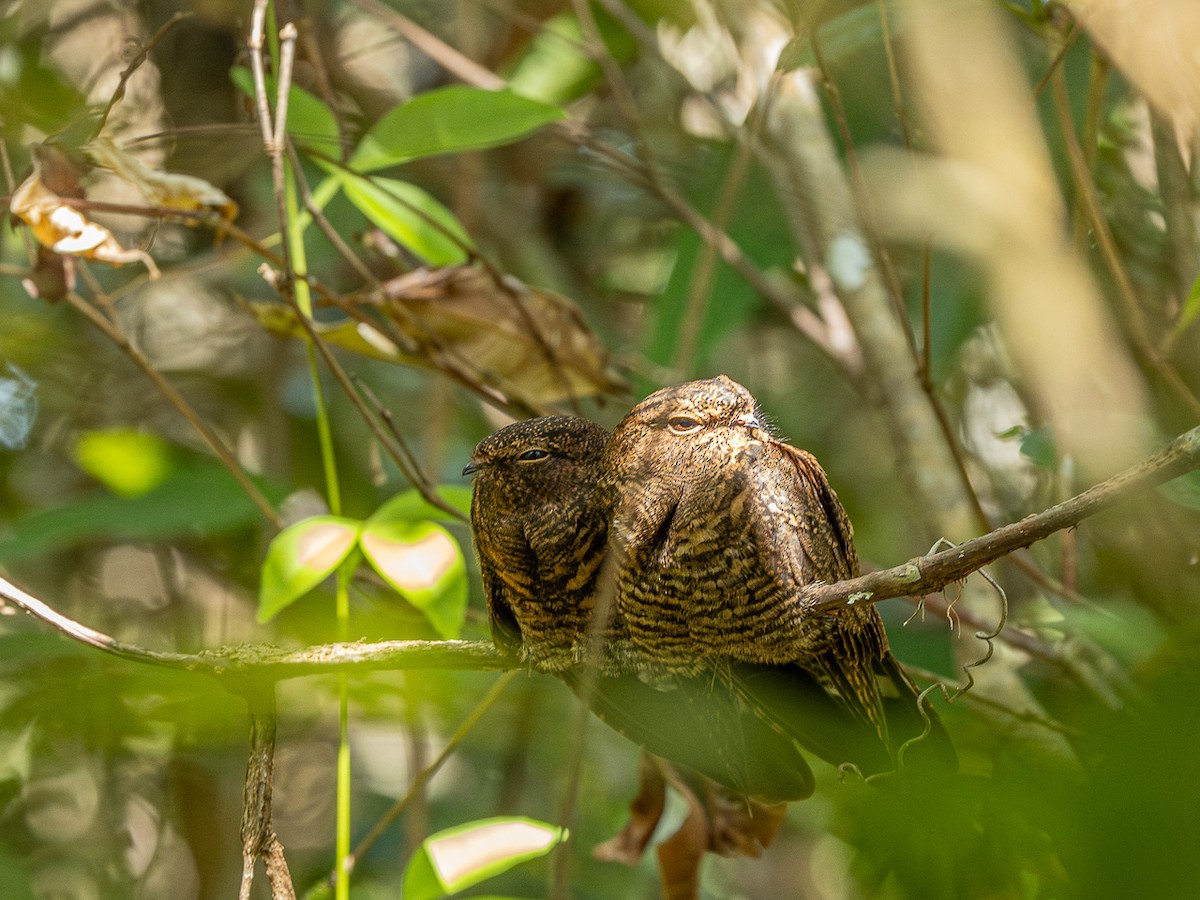 Band-tailed Nighthawk - ML633141781