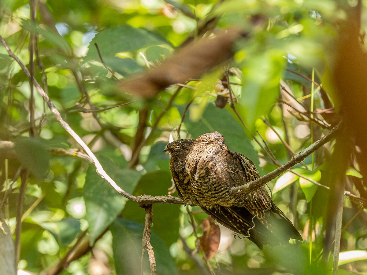 Band-tailed Nighthawk - ML633141783
