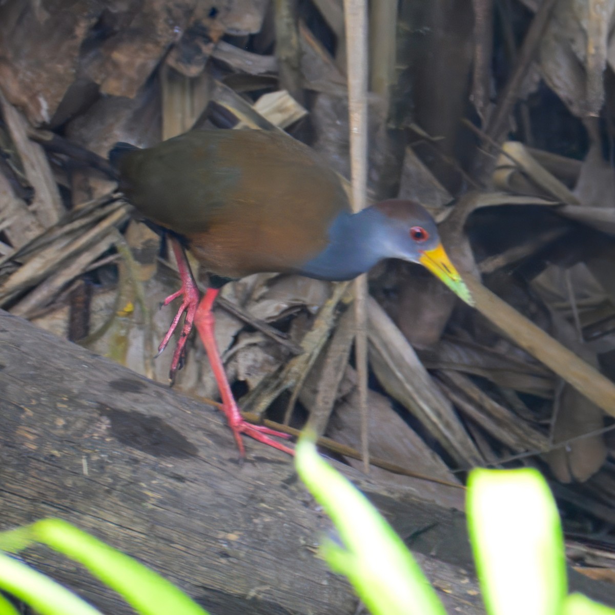 Russet-naped Wood-Rail - ML633141796