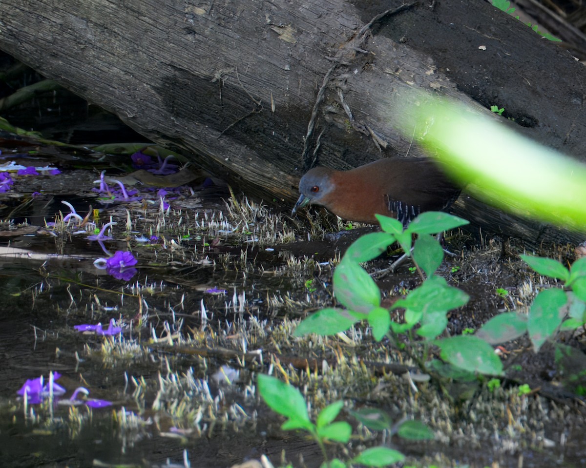 White-throated Crake - ML633141830