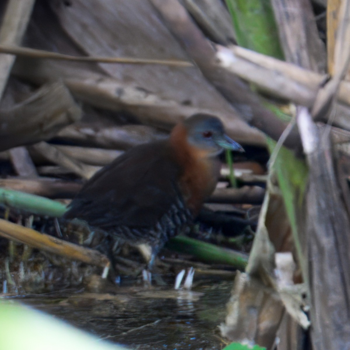 White-throated Crake - ML633141841