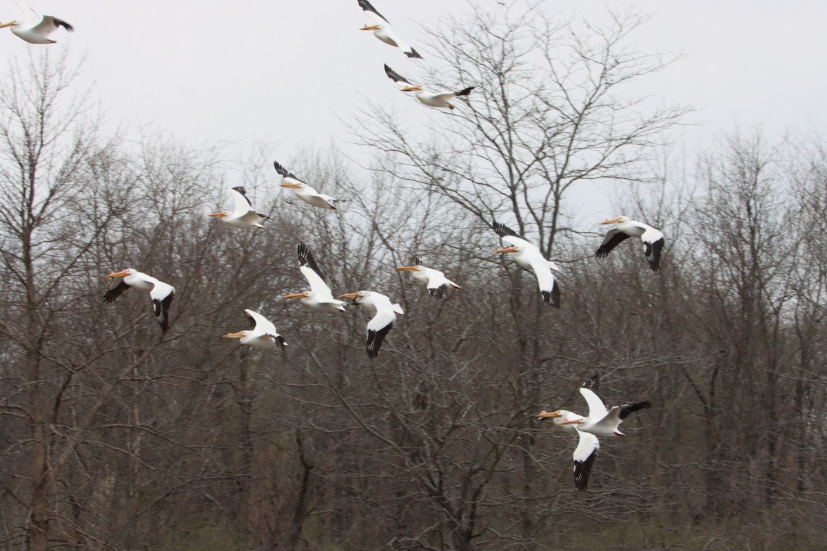 American White Pelican - ML633141875