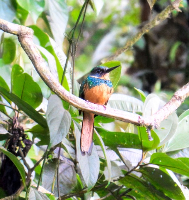 Rufous-tailed Jacamar - ML633141890