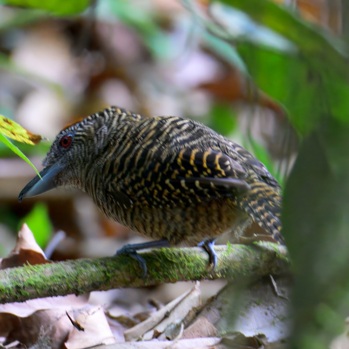 Fasciated Antshrike - ML633141901