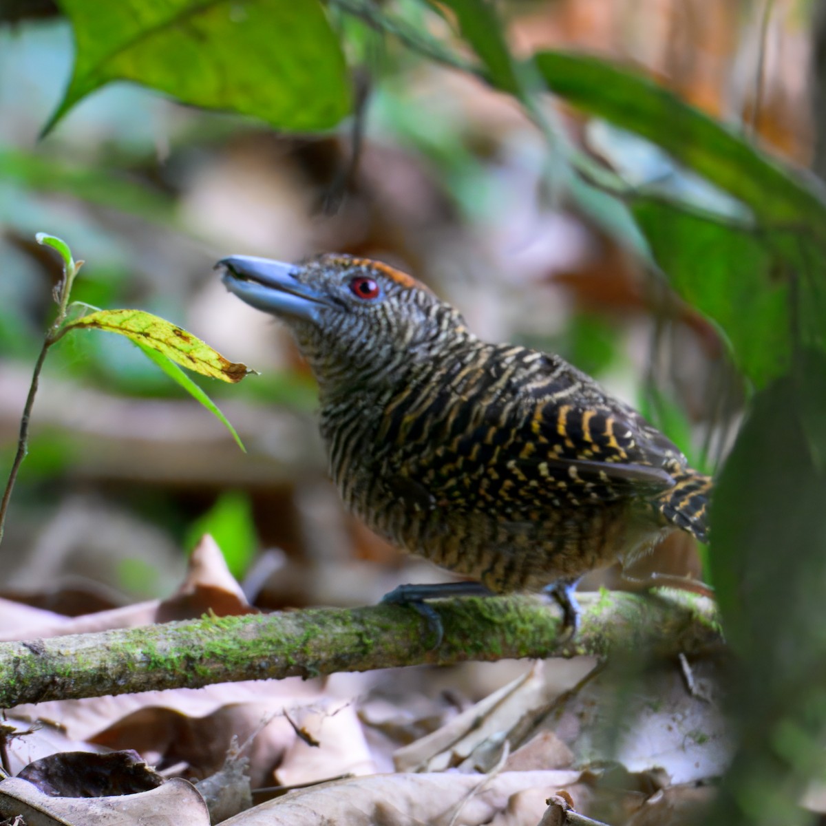 Fasciated Antshrike - ML633141905