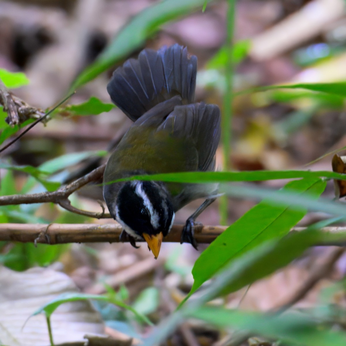 Orange-billed Sparrow - ML633141964