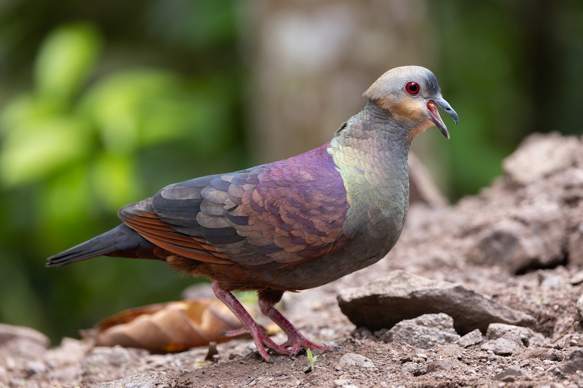 Crested Quail-Dove - ML633141968