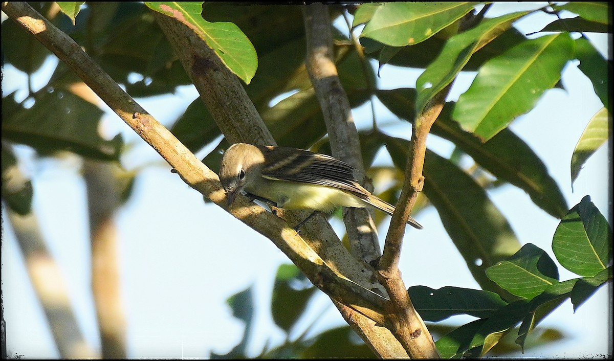 Mouse-colored Tyrannulet (Southern) - ML633141980