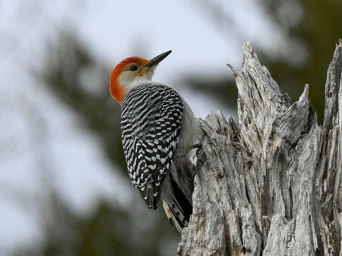 Red-bellied Woodpecker - ML633142044