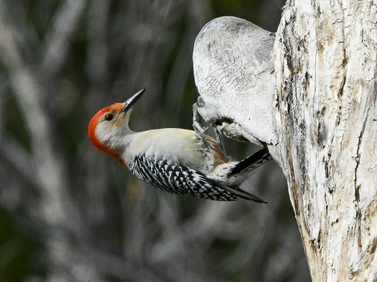 Red-bellied Woodpecker - ML633142045