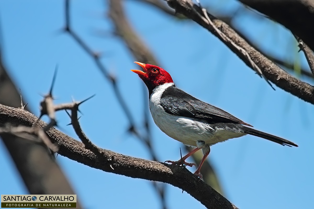 Yellow-billed Cardinal - ML63314211