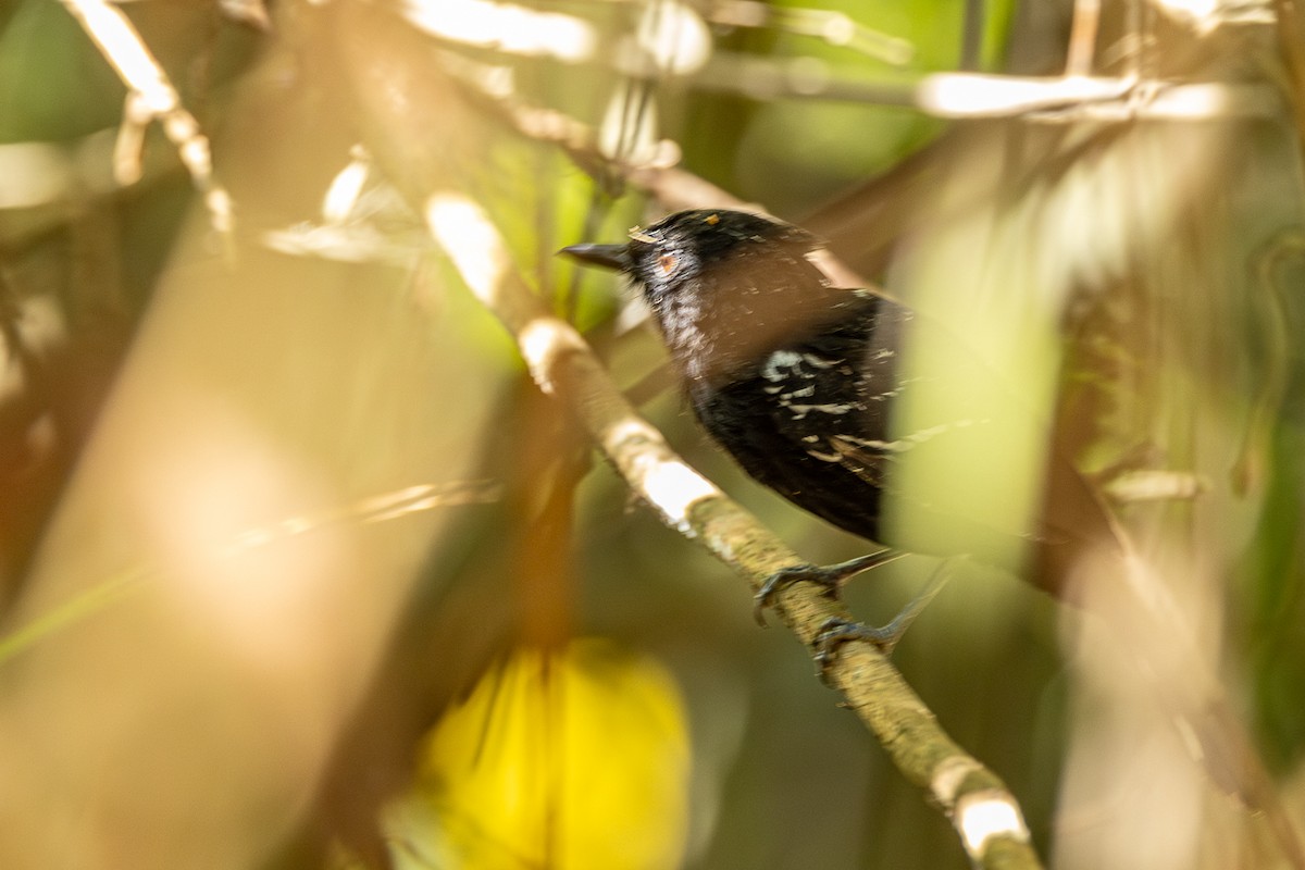 Bananal Antbird - ML633142703