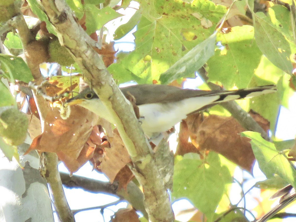Yellow-billed Cuckoo - ML633142815