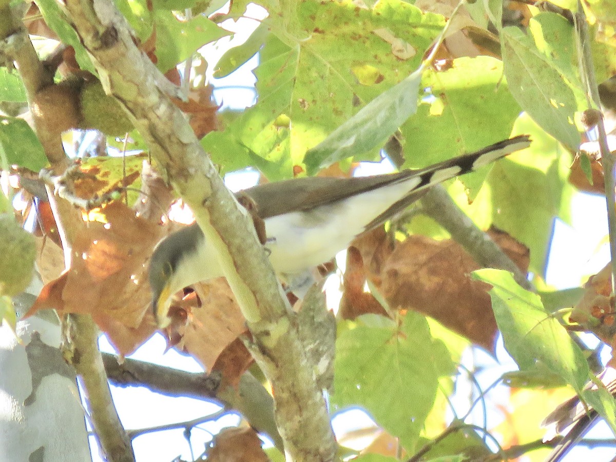 Yellow-billed Cuckoo - ML633142816