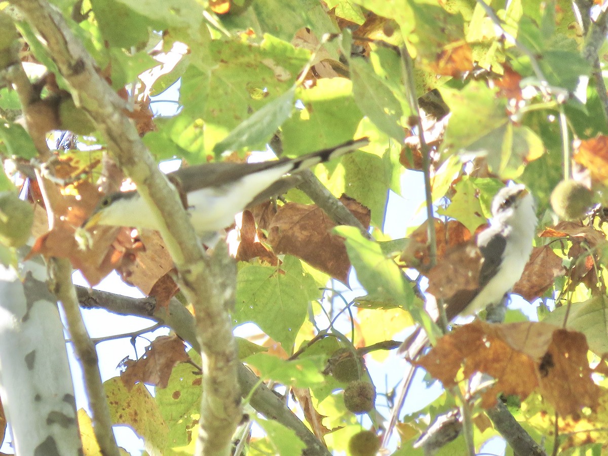 Yellow-billed Cuckoo - ML633142817