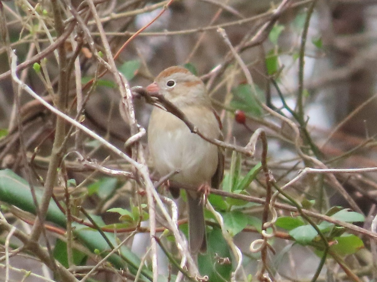 Field Sparrow - ML633142839