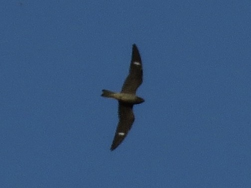 Common Nighthawk - ML633142943