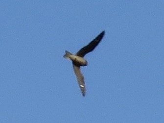 Common Nighthawk - ML633142944
