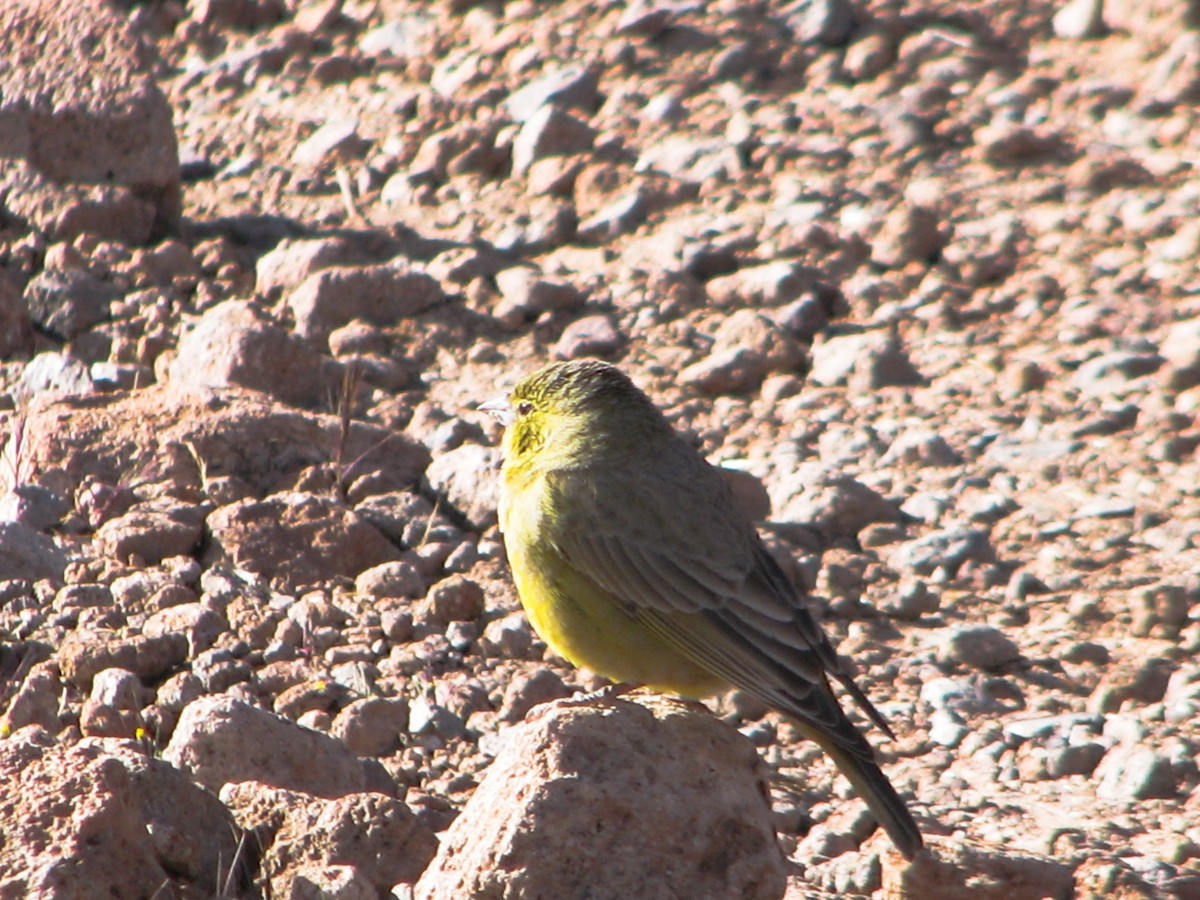 Greenish Yellow-Finch - ML633143022