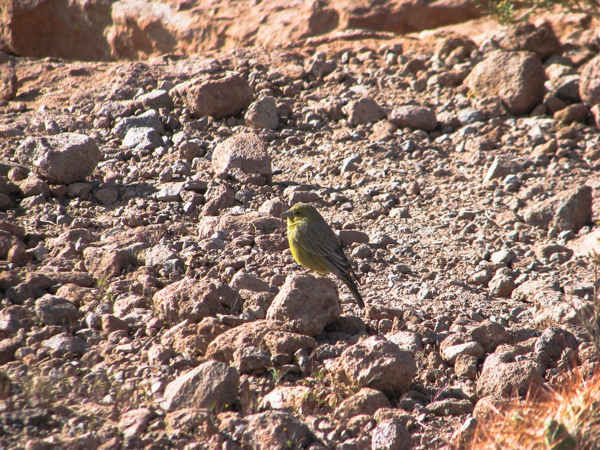 Greenish Yellow-Finch - ML633143023