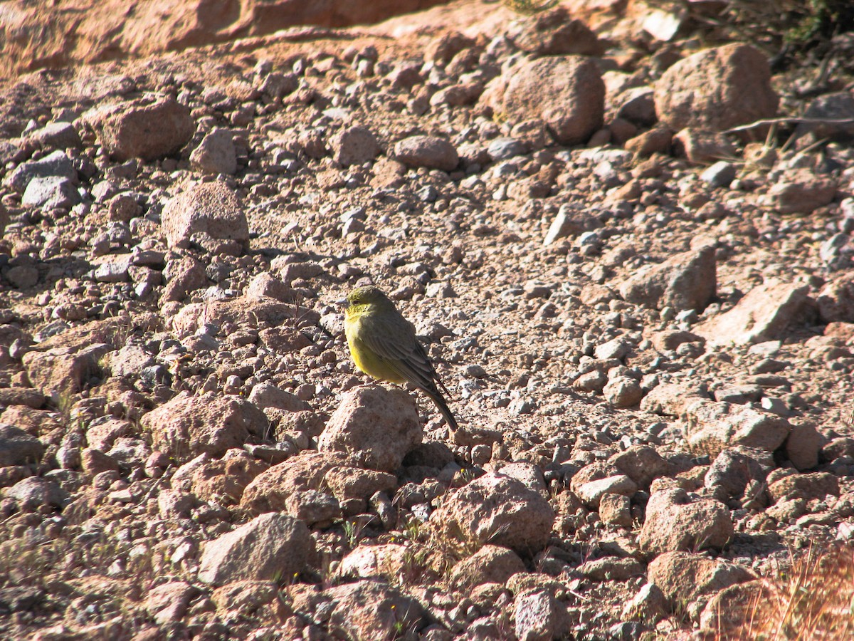 Greenish Yellow-Finch - ML633143024