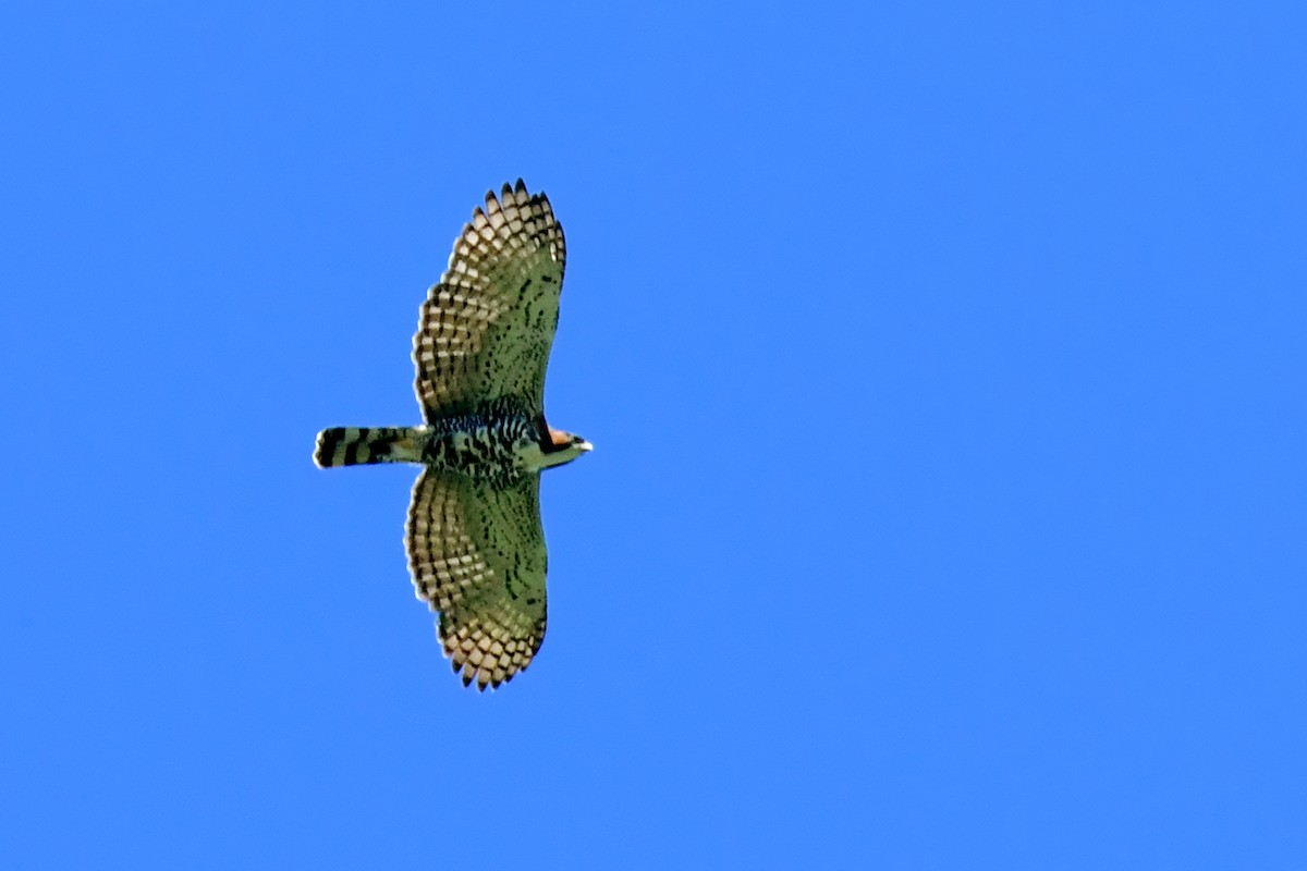 Ornate Hawk-Eagle - ML633143153