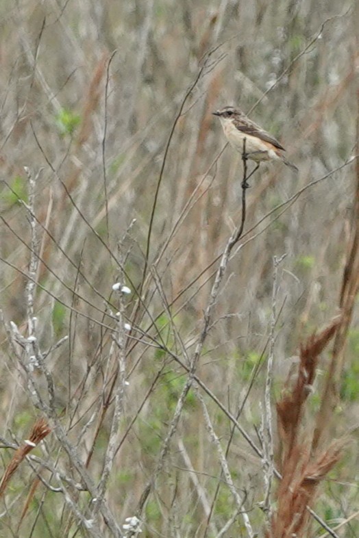 Amur Stonechat - ML633143172