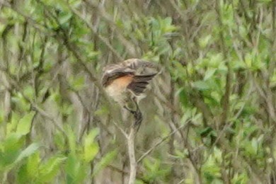 Amur Stonechat - ML633143182