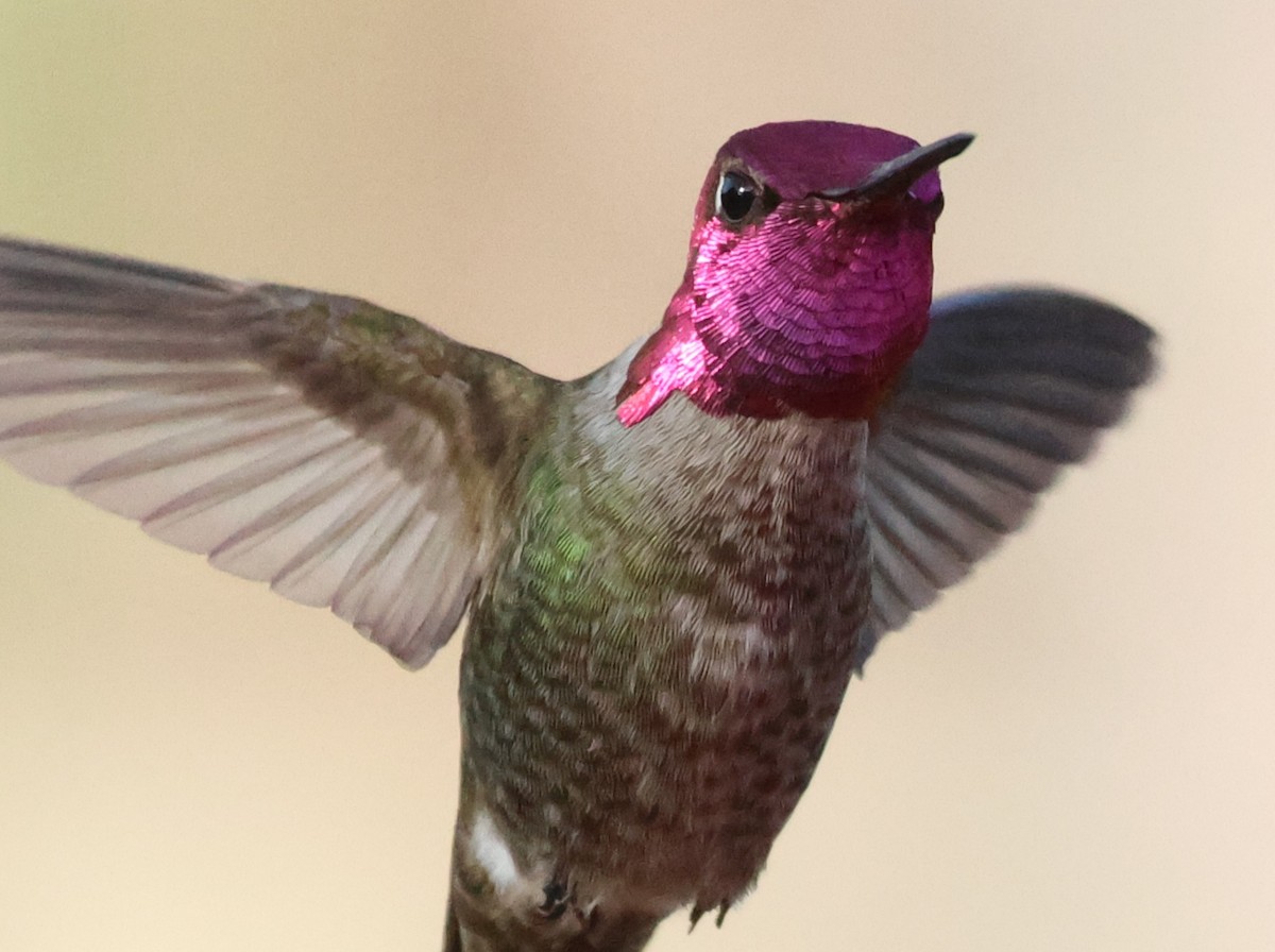 Anna's Hummingbird - ML633143215