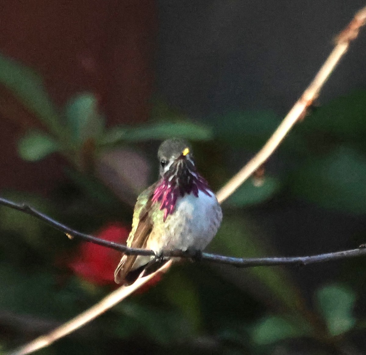 Calliope Hummingbird - ML633143227