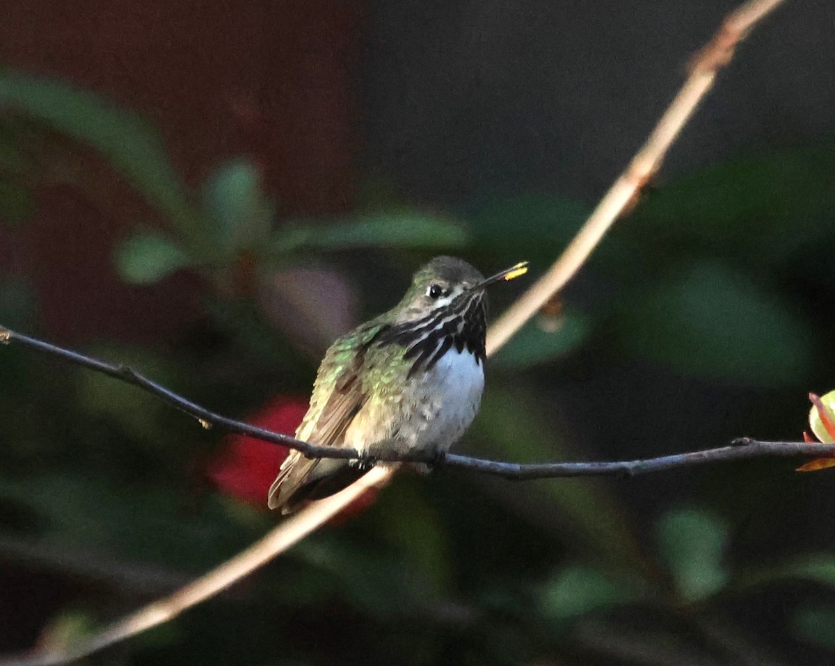 Calliope Hummingbird - ML633143228