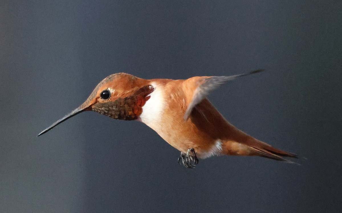 Rufous Hummingbird - ML633143237