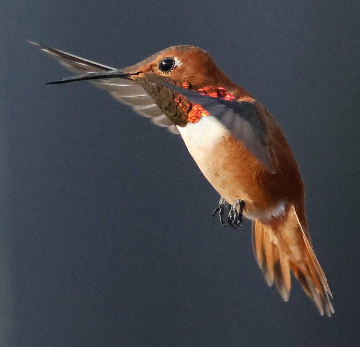Rufous Hummingbird - ML633143250