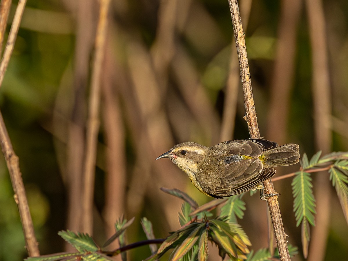 Bananaquit - ML633143315