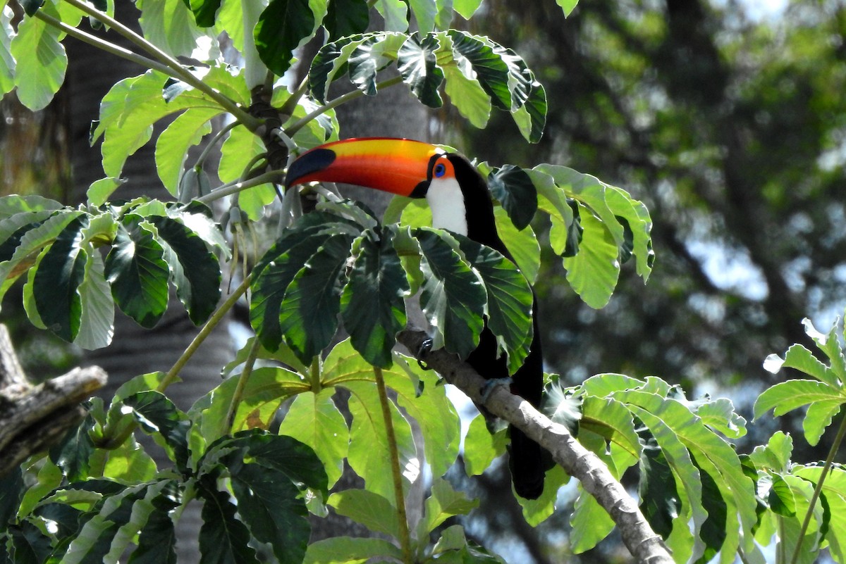 Toco Toucan - ML633143378