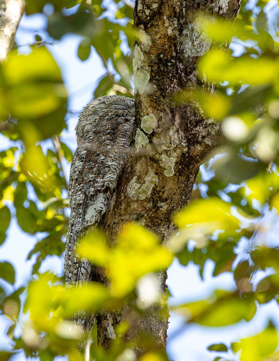 Great Potoo - ML633143527