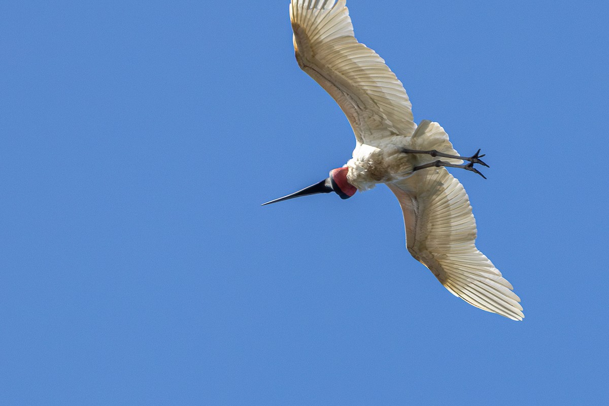 Jabiru - ML633143547