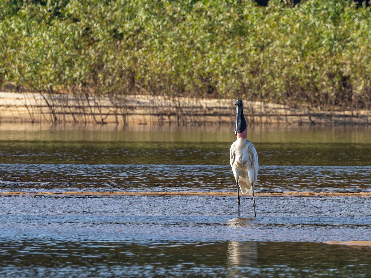 Jabiru - ML633143548