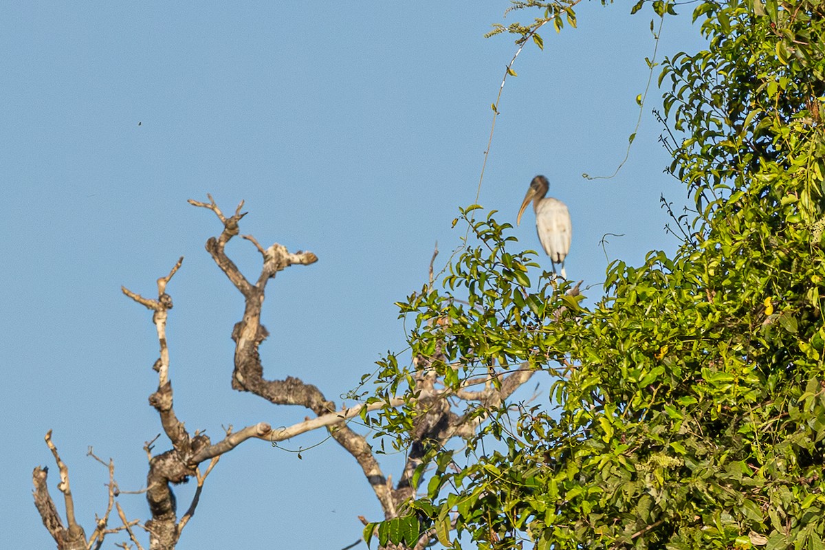 Wood Stork - ML633143566
