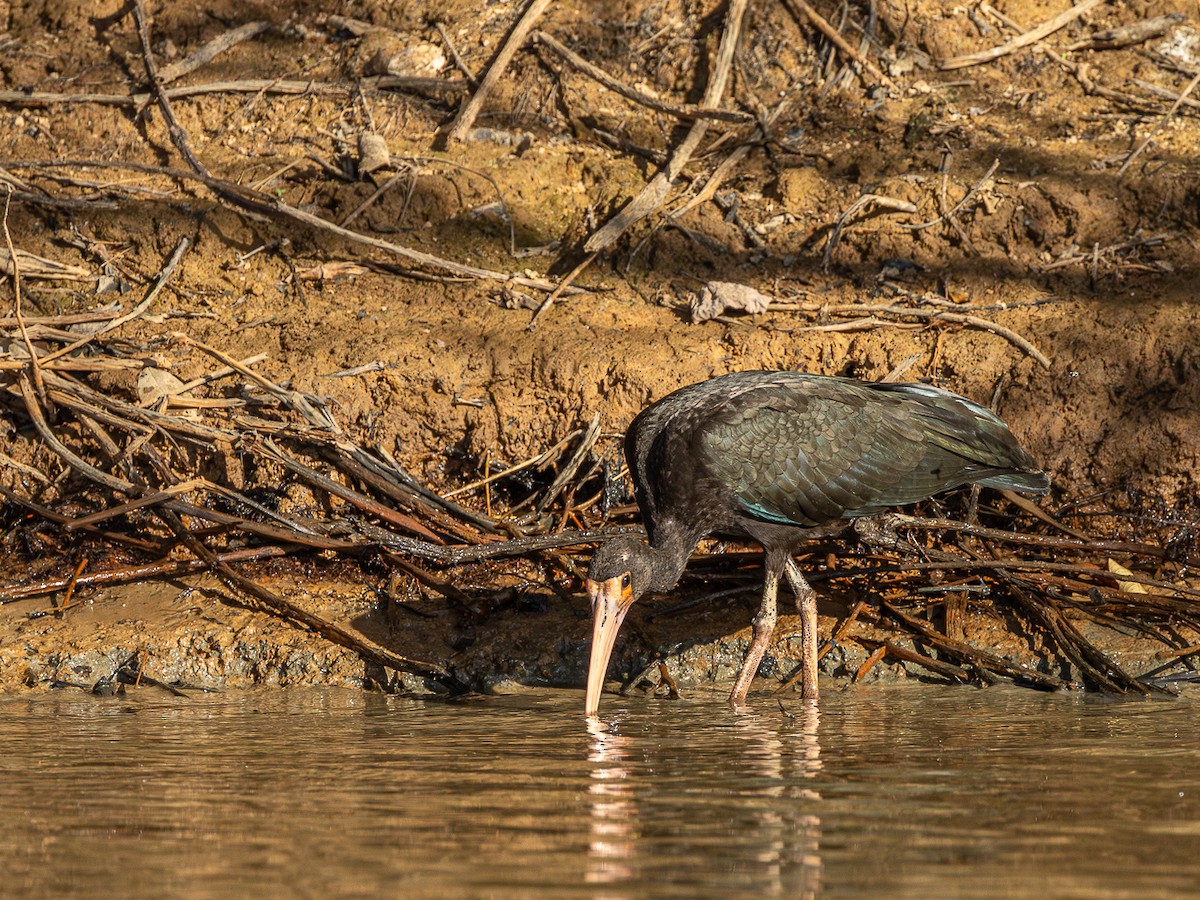 Bare-faced Ibis - ML633143610