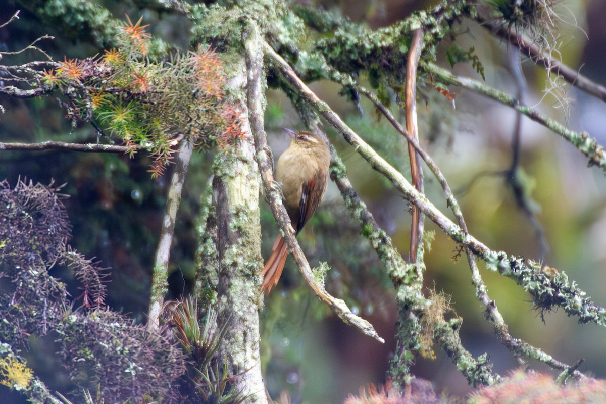 Olive Spinetail - ML633143626