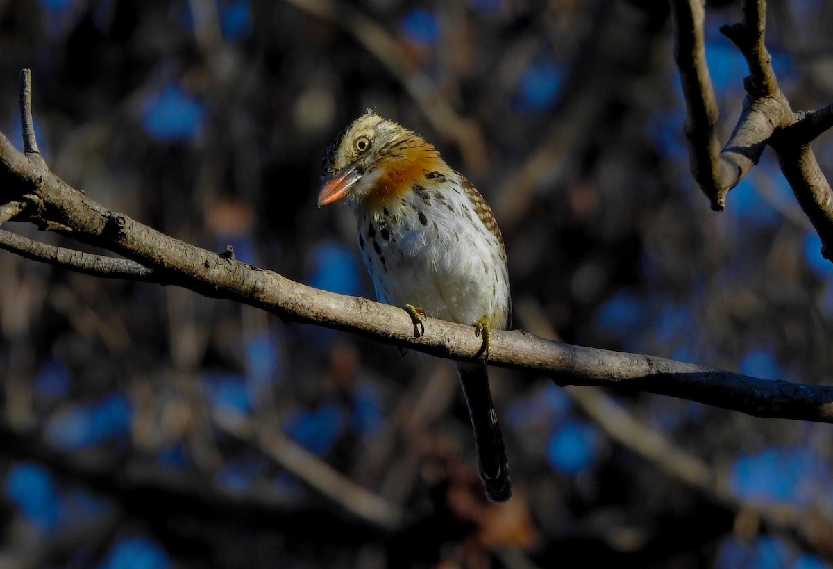 Spot-backed Puffbird - ML633143642